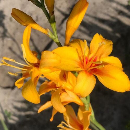 Crocosmia 'Hotspot'