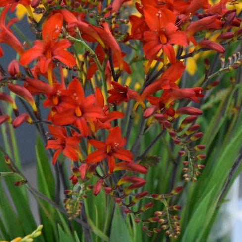 Crocosmia 'Lucifer'