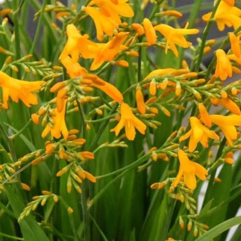 Crocosmia 'Suzanna'