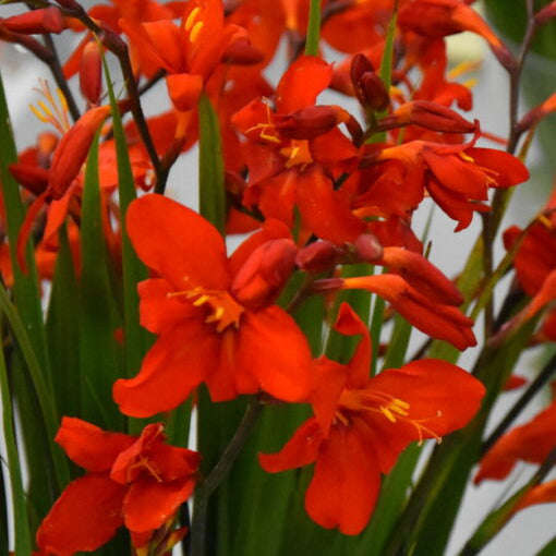 Crocosmia 'Red King'