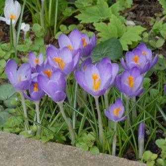 Crocus tommasinianus 'Barr's Purple' Corms