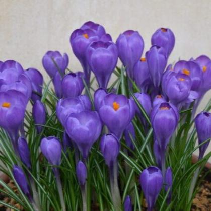 Crocus 'Blue Ocean'