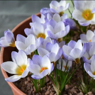 Crocus 'Blue Pearl'