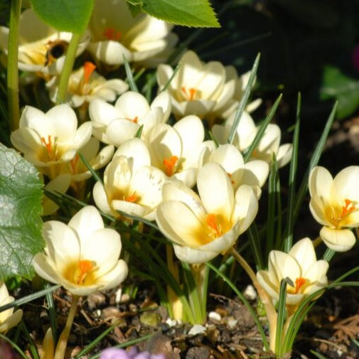 Crocus 'Cream Beauty'