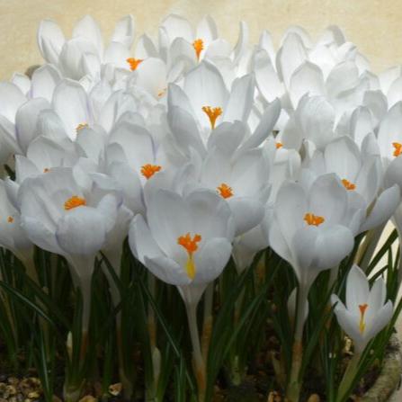 Crocus 'Ice Queen'