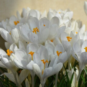 Crocus 'Ivory Princess' Bulbs