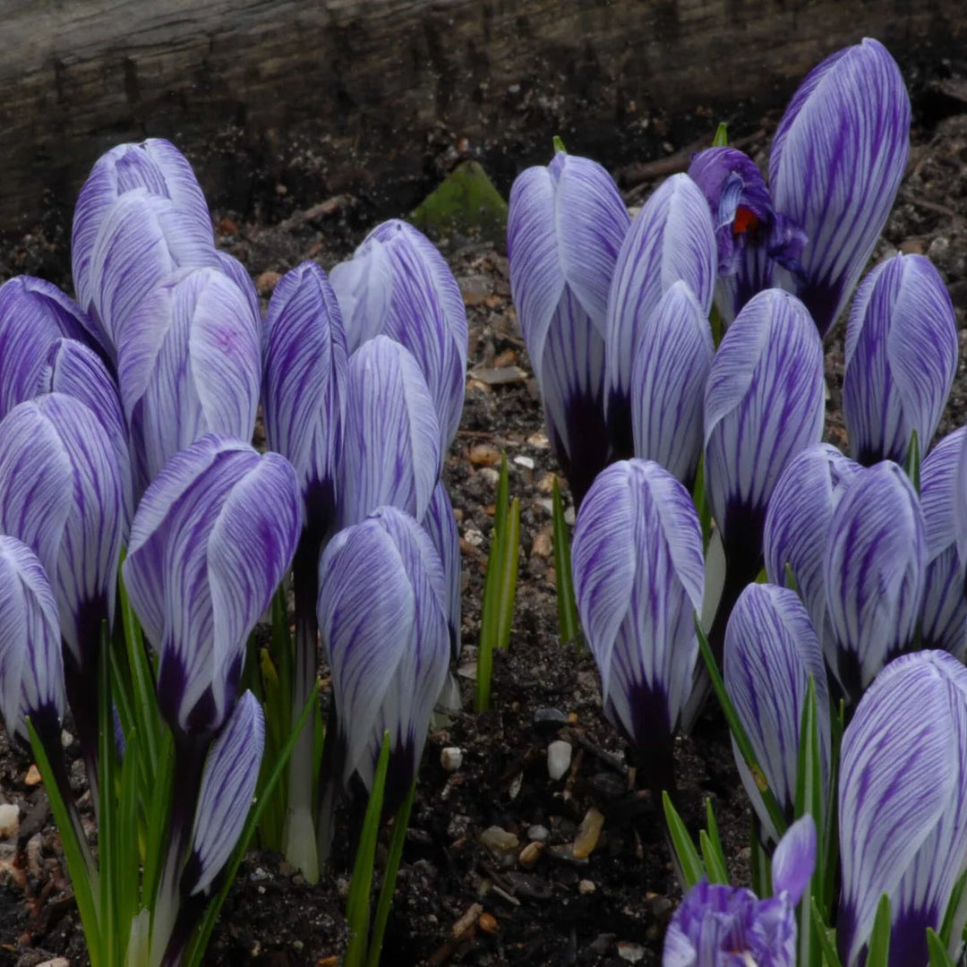 Crocus 'Pickwick' Corms