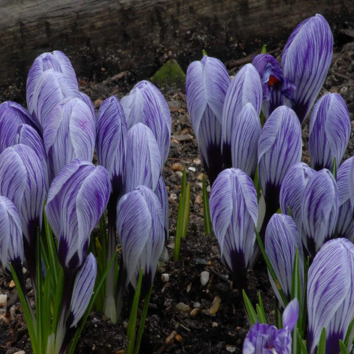 Crocus 'Pickwick' Corms
