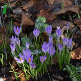 Crocus tommasinianus