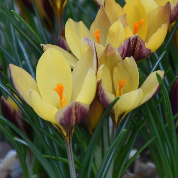 Crocus 'Advance'