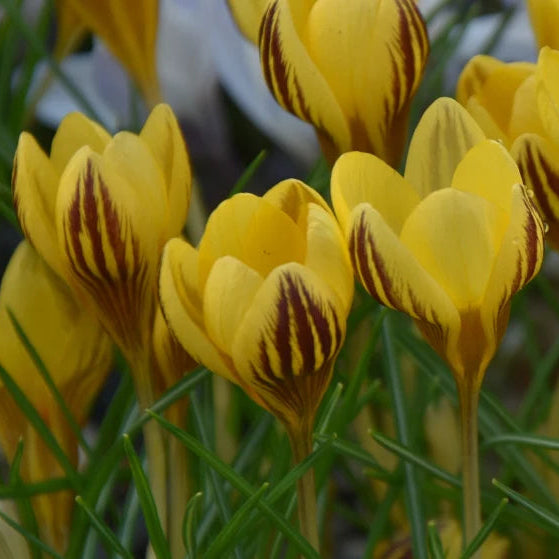 Crocus 'Gipsy Girl' Corms