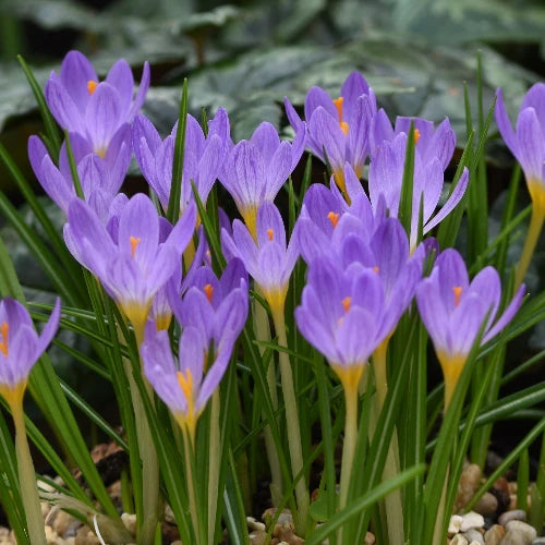 Crocus kosaninnii 'April View' Corms