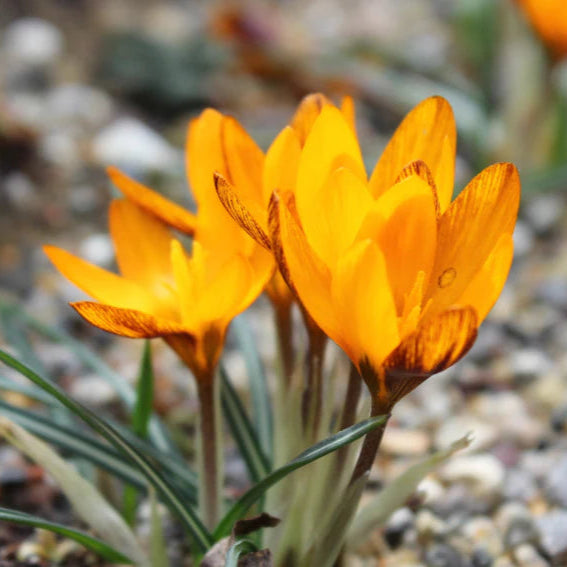 Crocus olivieri ssp. balansae 'Zwanenburg'