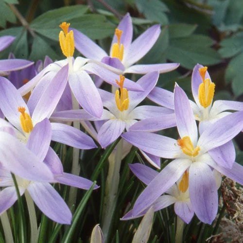 Crocus tommasinianus 'Lilac Beauty' Corms