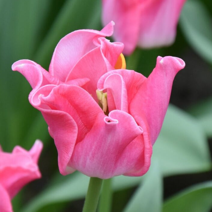 Tulip 'Crown of Dynasty'