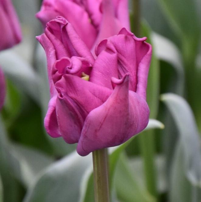 Tulip 'Crown of Negrita'