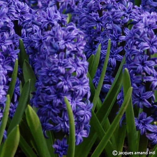 Hyacinth 'Crystal Palace'