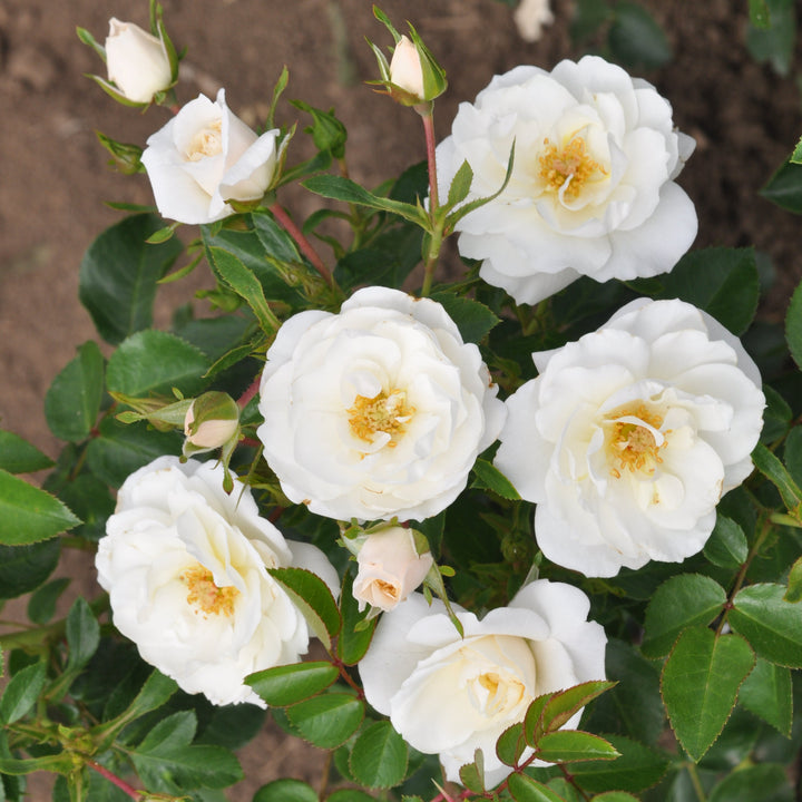 Rosa 'Crystal' (Mella Collection)