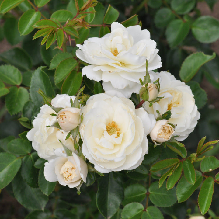Rosa 'Crystal' (Mella Collection)