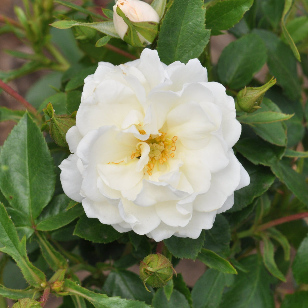 Rosa 'Crystal' (Mella Collection)
