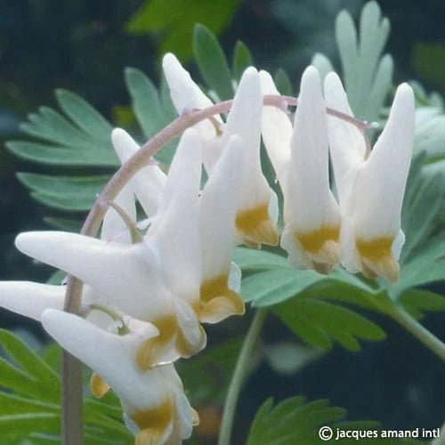 Dicentra cucullaria (Dutchman's Breeches) Tubers | Woodland Plant