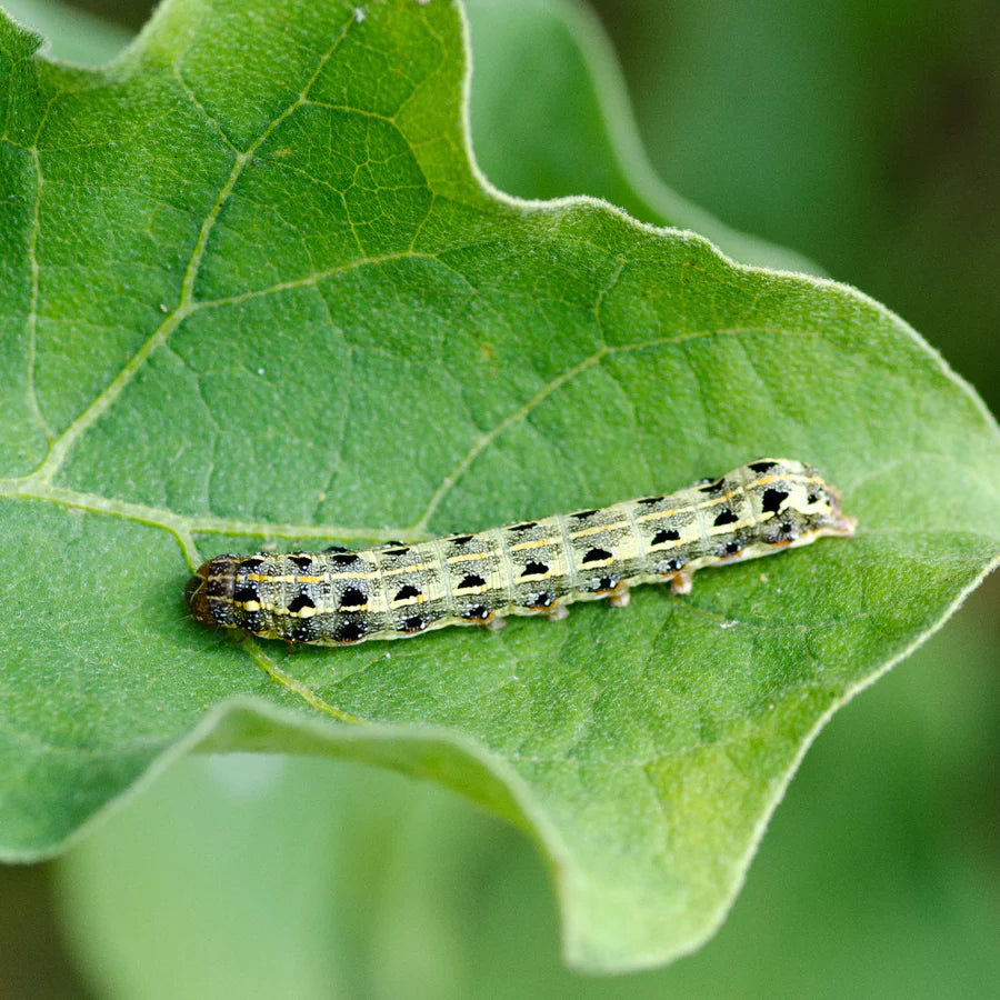 Cutworm on a leaf