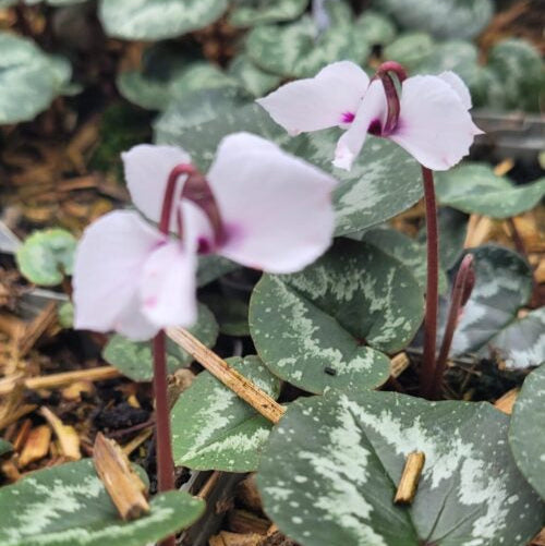 Cyclamen alpinum f. leucanthum Bulbs