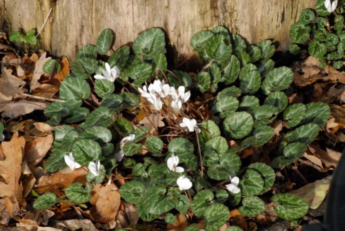 Cyclamen cilicium forma album