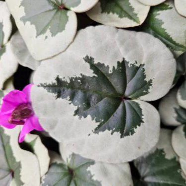 Cyclamen coum - Christmas Tree Group Bulbs