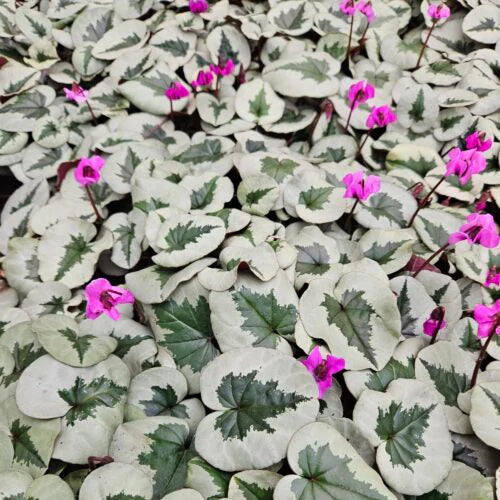 Cyclamen coum - Christmas Tree Group Bulbs
