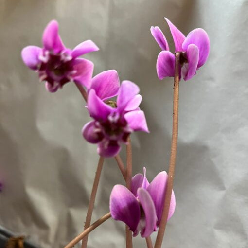 Cyclamen hederifolium var. confusum Bulbs