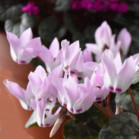 Cyclamen intaminatum (Blemish-free Cyclamen) Bulbs