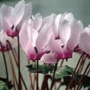 Cyclamen rohlfsianum