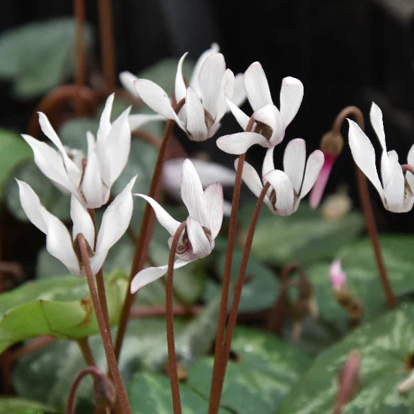 Cyclamen balearicum (Balearic Cyclamen) Bulbs