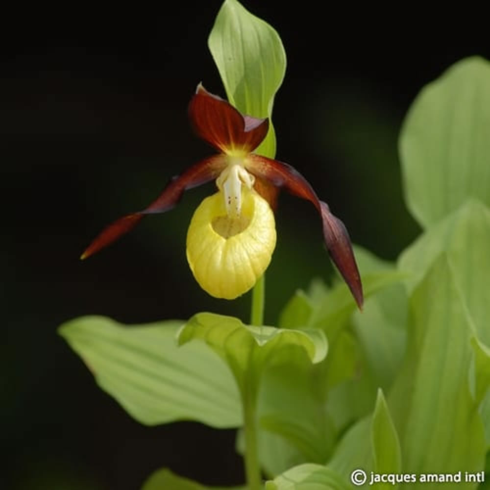 Cypripedium calceolus