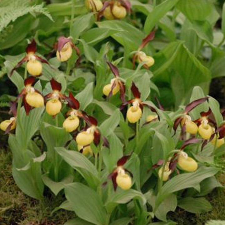 Cypripedium calceolus