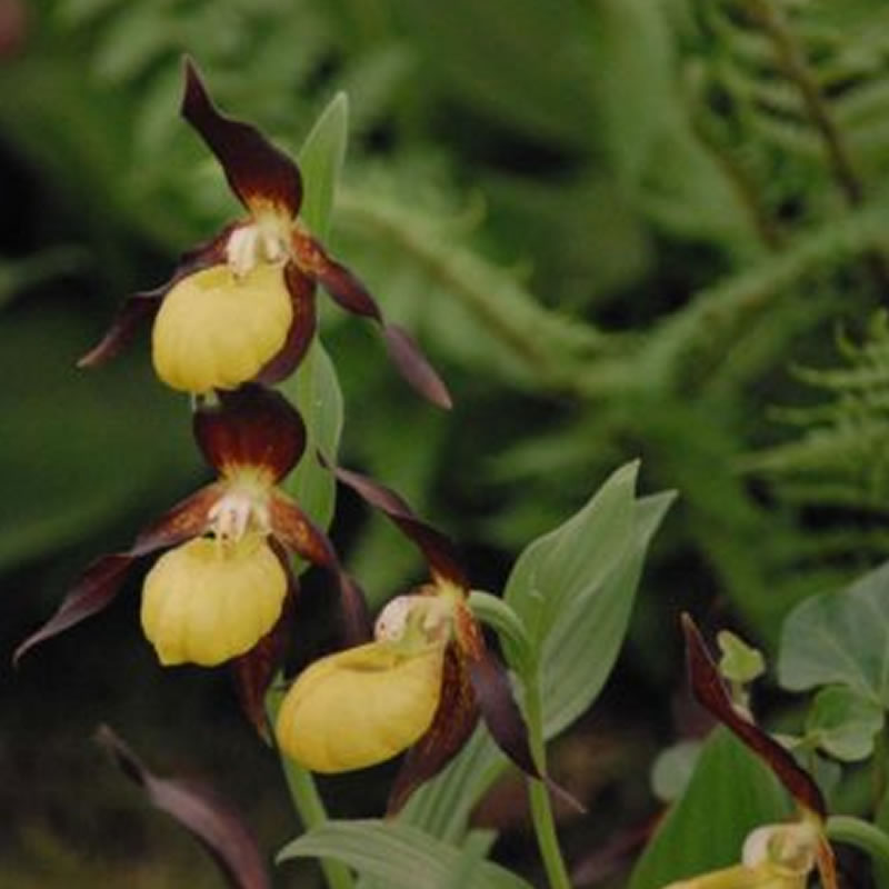 Cypripedium calceolus