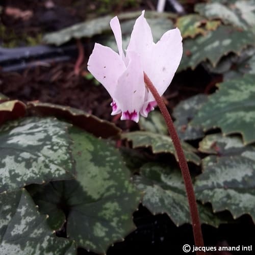 Cyclamen cyprium