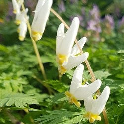 Dicentra cucullaria (Dutchman's Breeches) Tubers | Woodland Plant