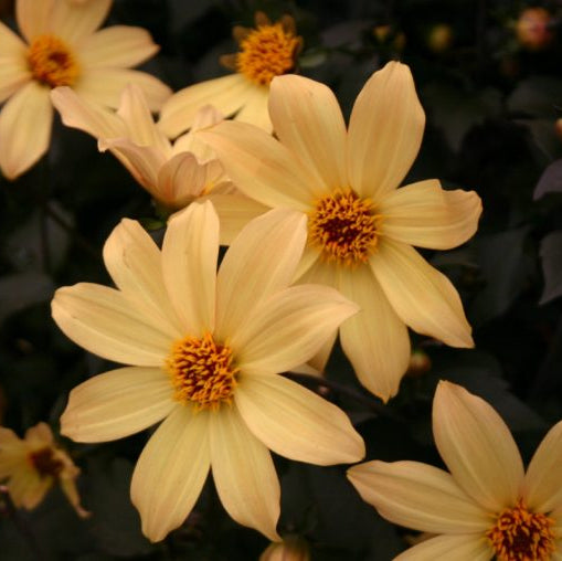 Dahlia 'Bishop of York'