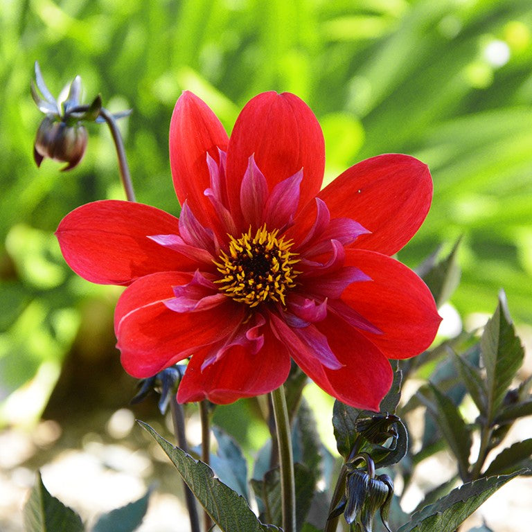 Dahlia 'Flares Catch' (Mystic Series)