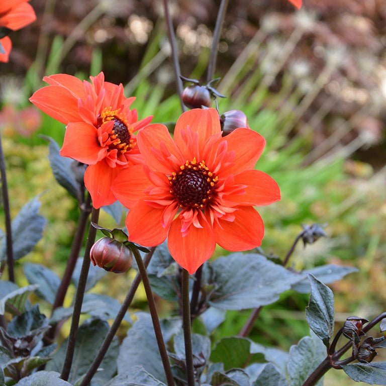 Dahlia 'Flares Time' (Mystic Series)