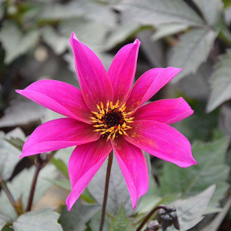 Dahlia 'Wizard' (Mystic Series)