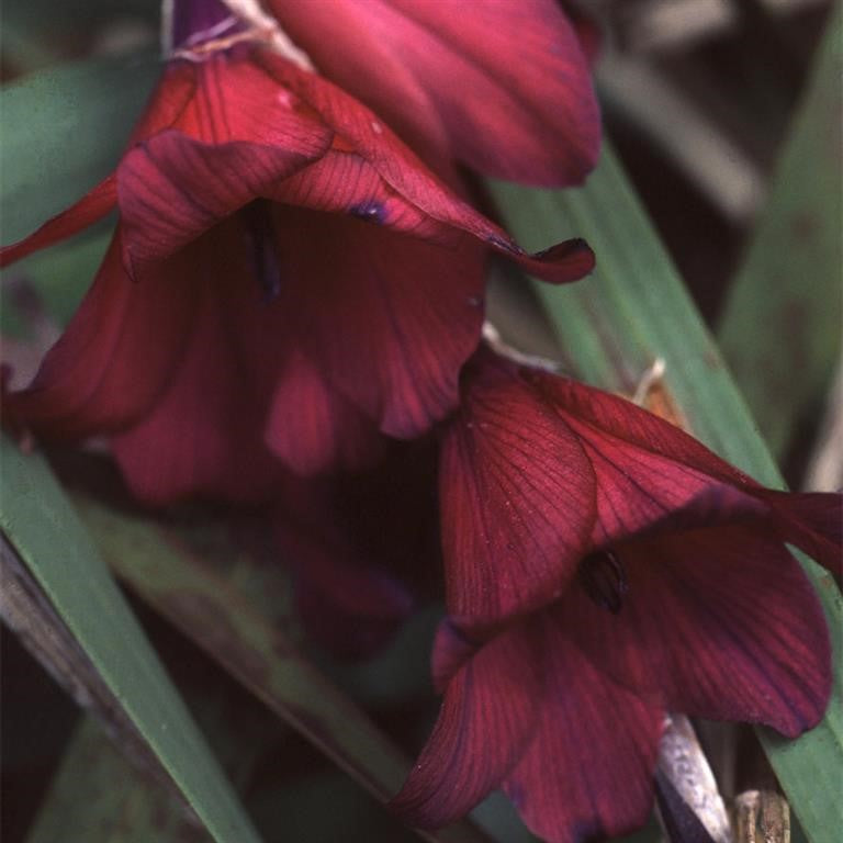 Penstemon 'Blackbird' (Bird Series)