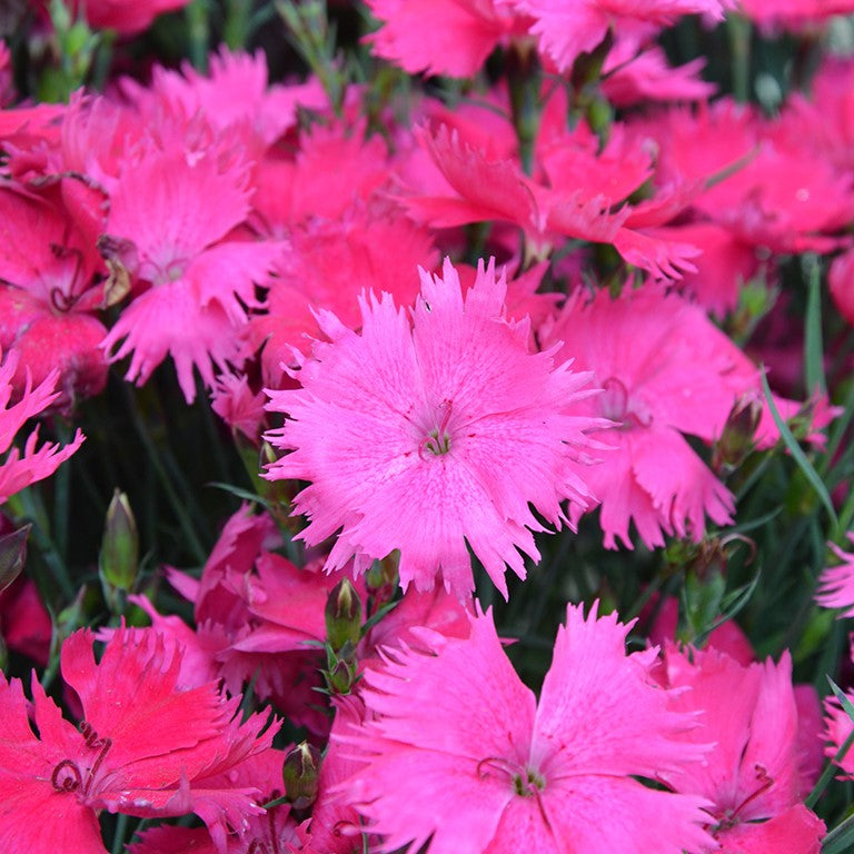 Dianthus 'Pinky McPink Face'