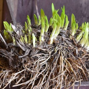 Agapanthus 'Polar Ice' Clumps