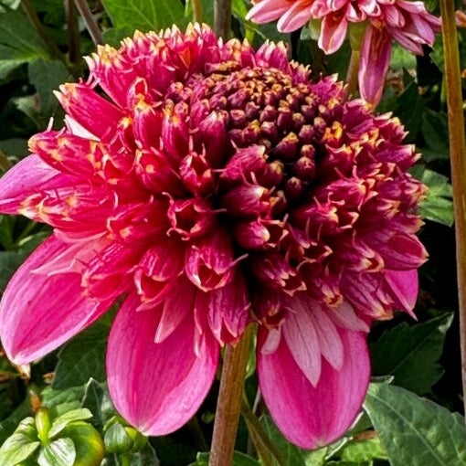 Dahlia 'Alyshia'