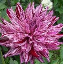 Dahlia 'Bristol Stripe'