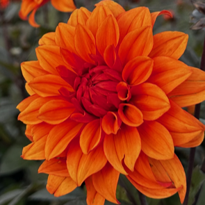 Dahlia 'Missis Trucella'