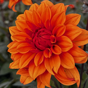 Buy Dahlia 'Missis Trucella' Tubers online